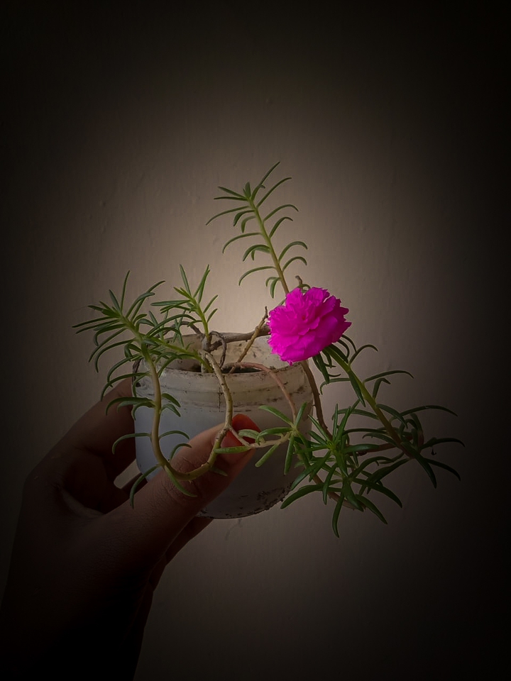 Portulaca grandiflora