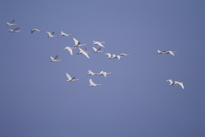Birds