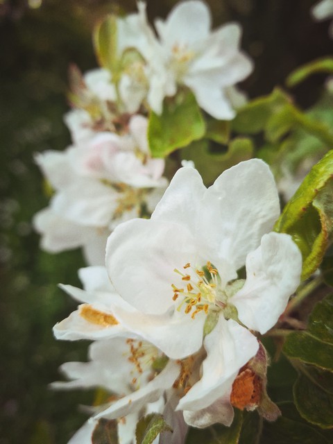 tree, subshrub वॉलपेपर
