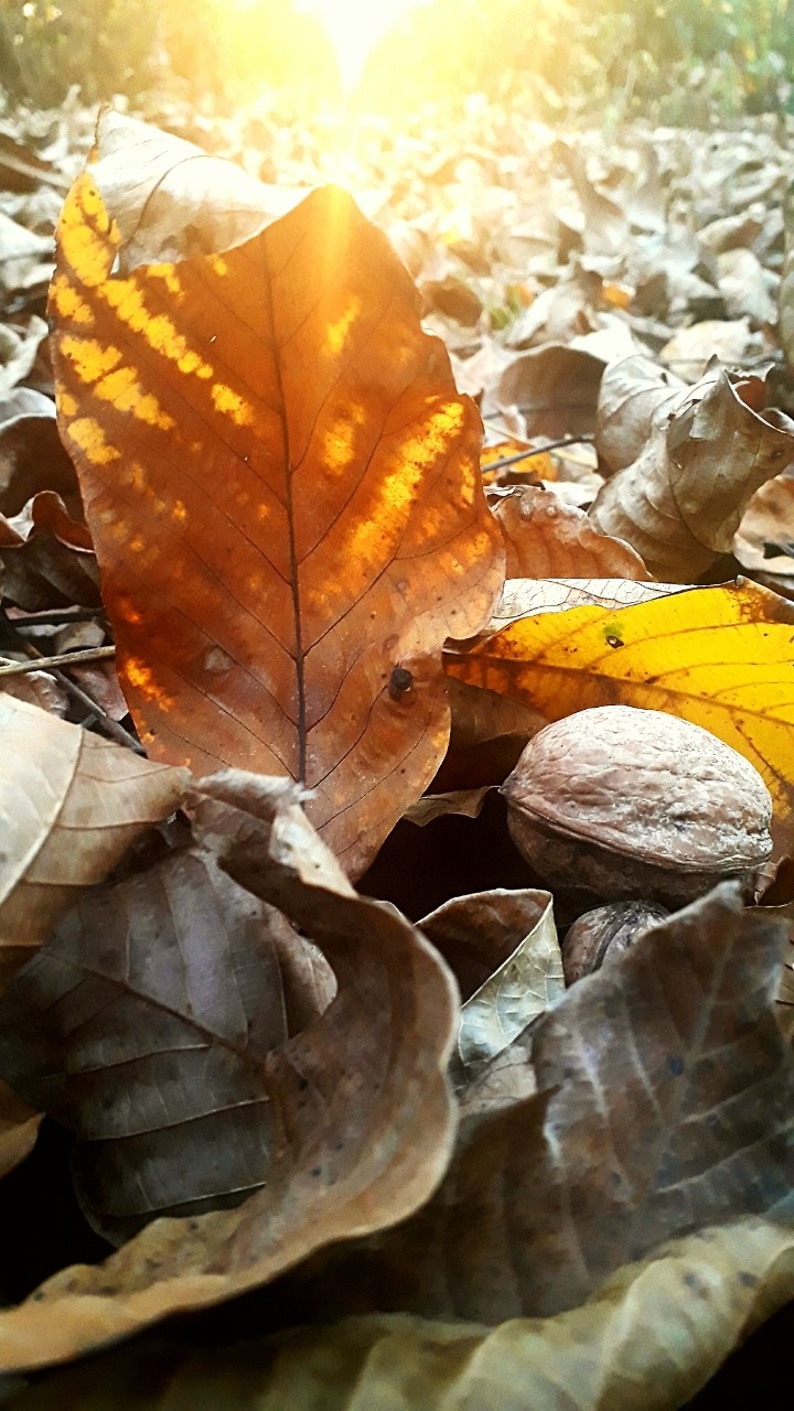walunt in my backyard,a season of harvest.