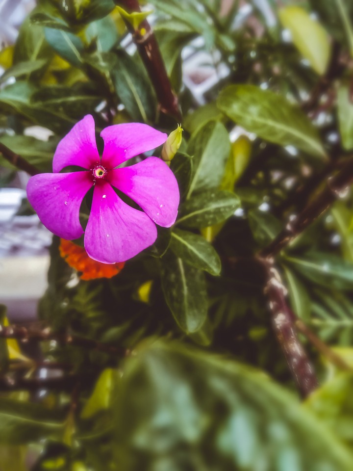 flower