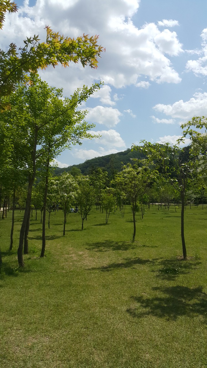 남이섬의 green
