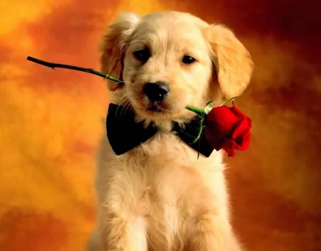I love you