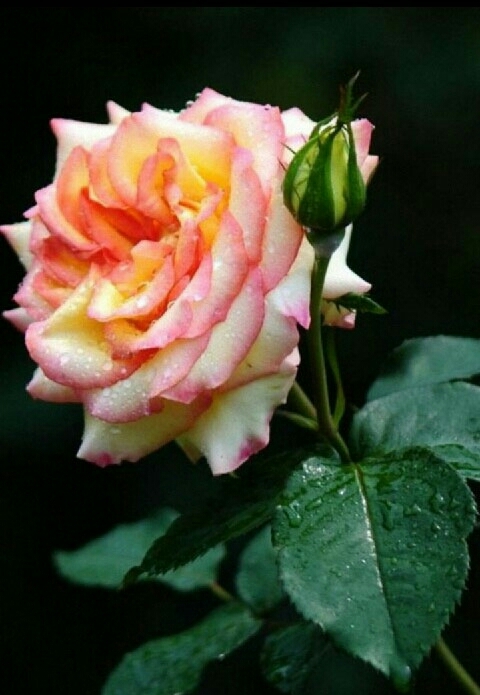 rose