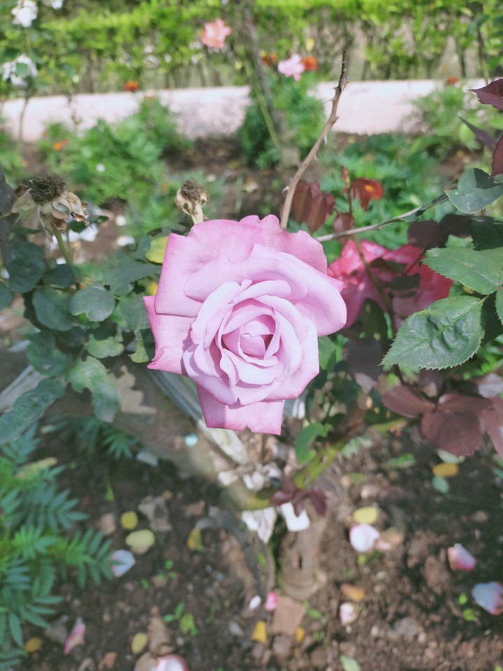 Rose