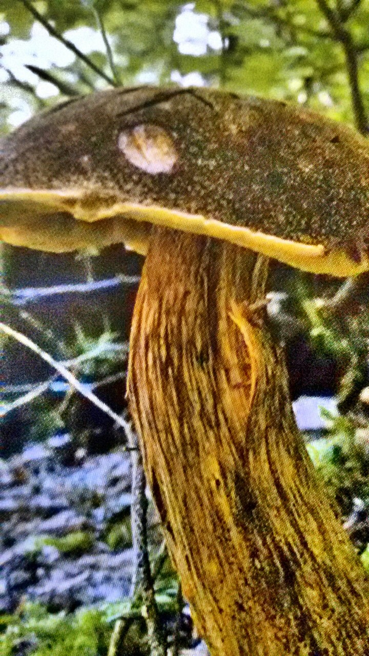 Mushrooms in my garden...