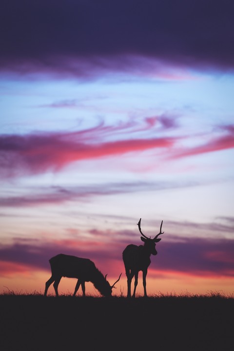 Deers