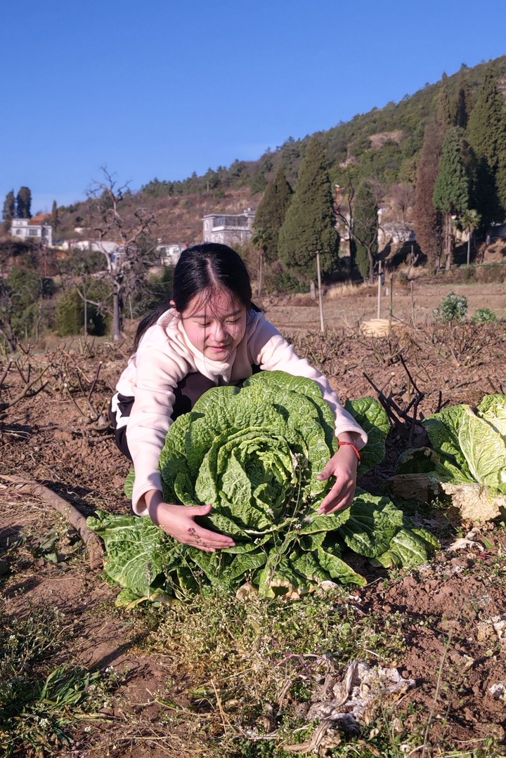 大白菜