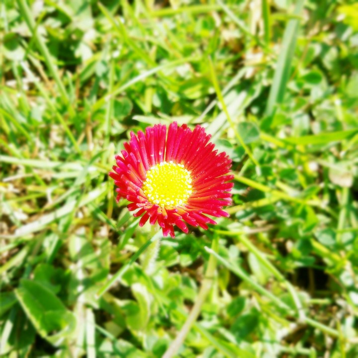 flower