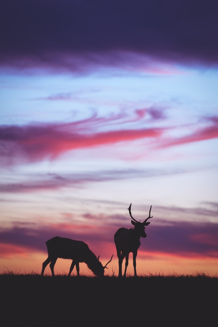 Deers