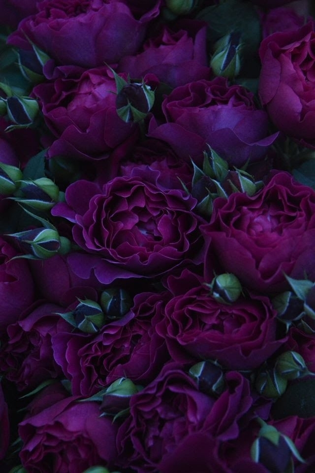 peonies ❤