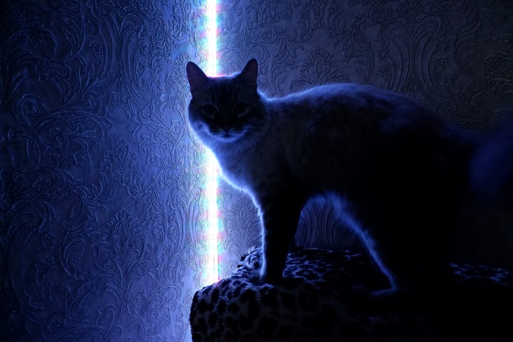 Неоновый кот