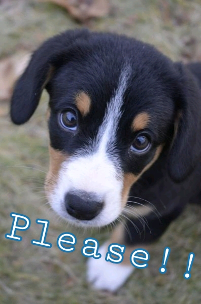 Please Dog
