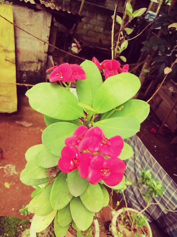 just click..Honor 9Lite..... Click