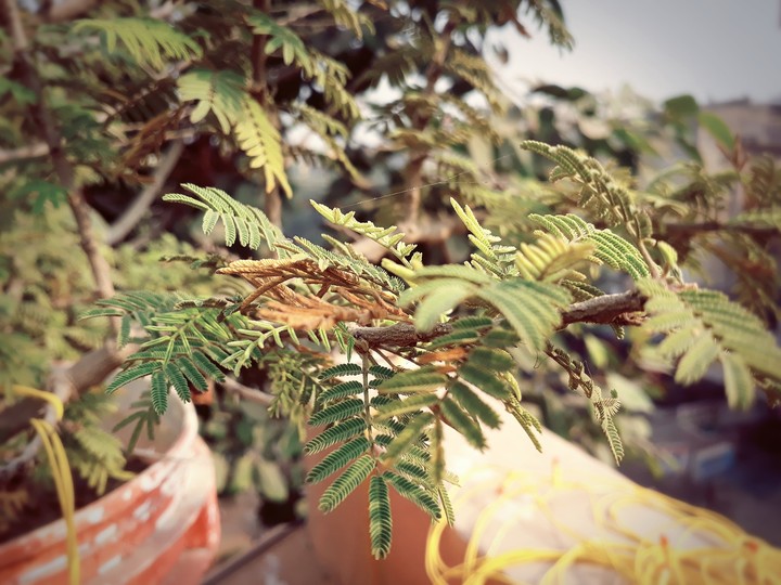 leaves