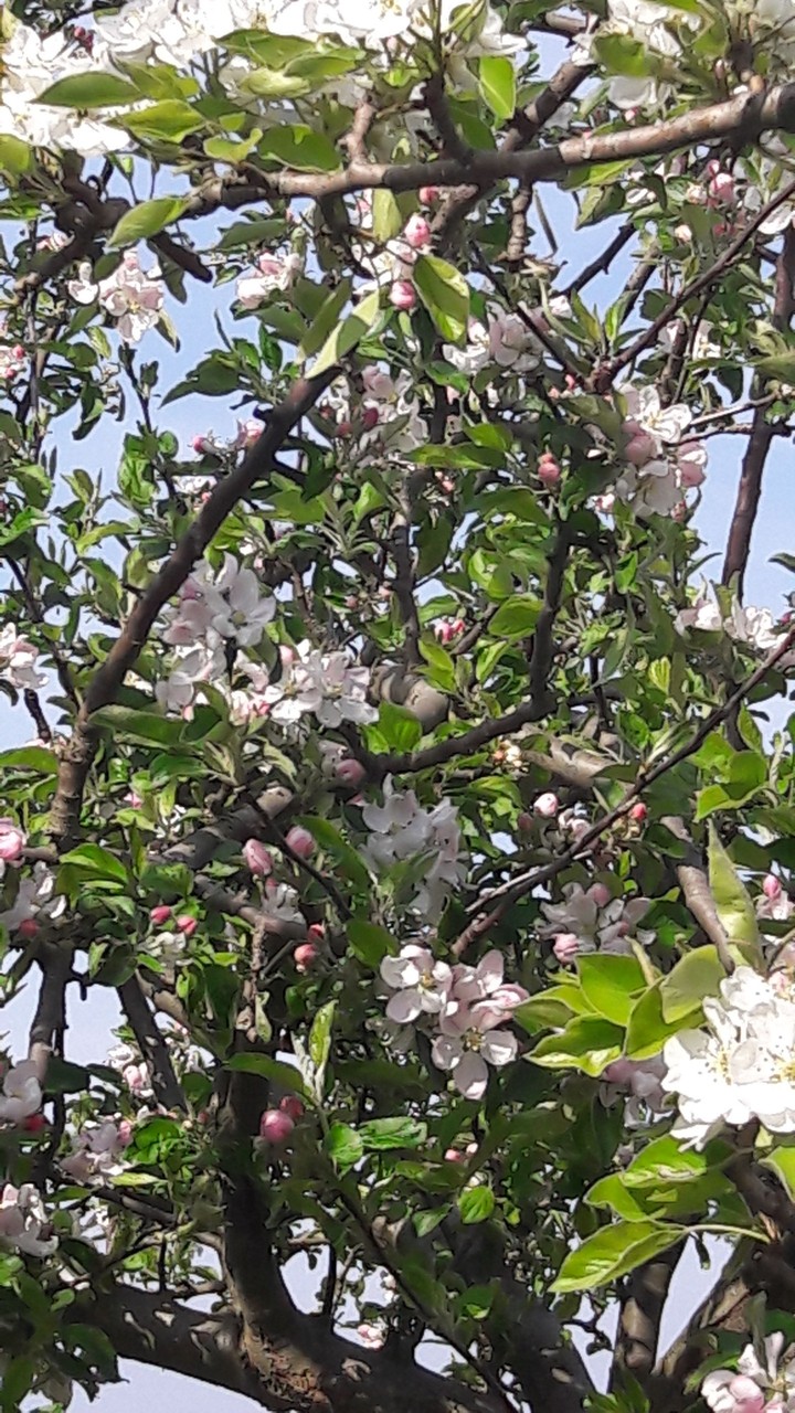 Baumblüte 6