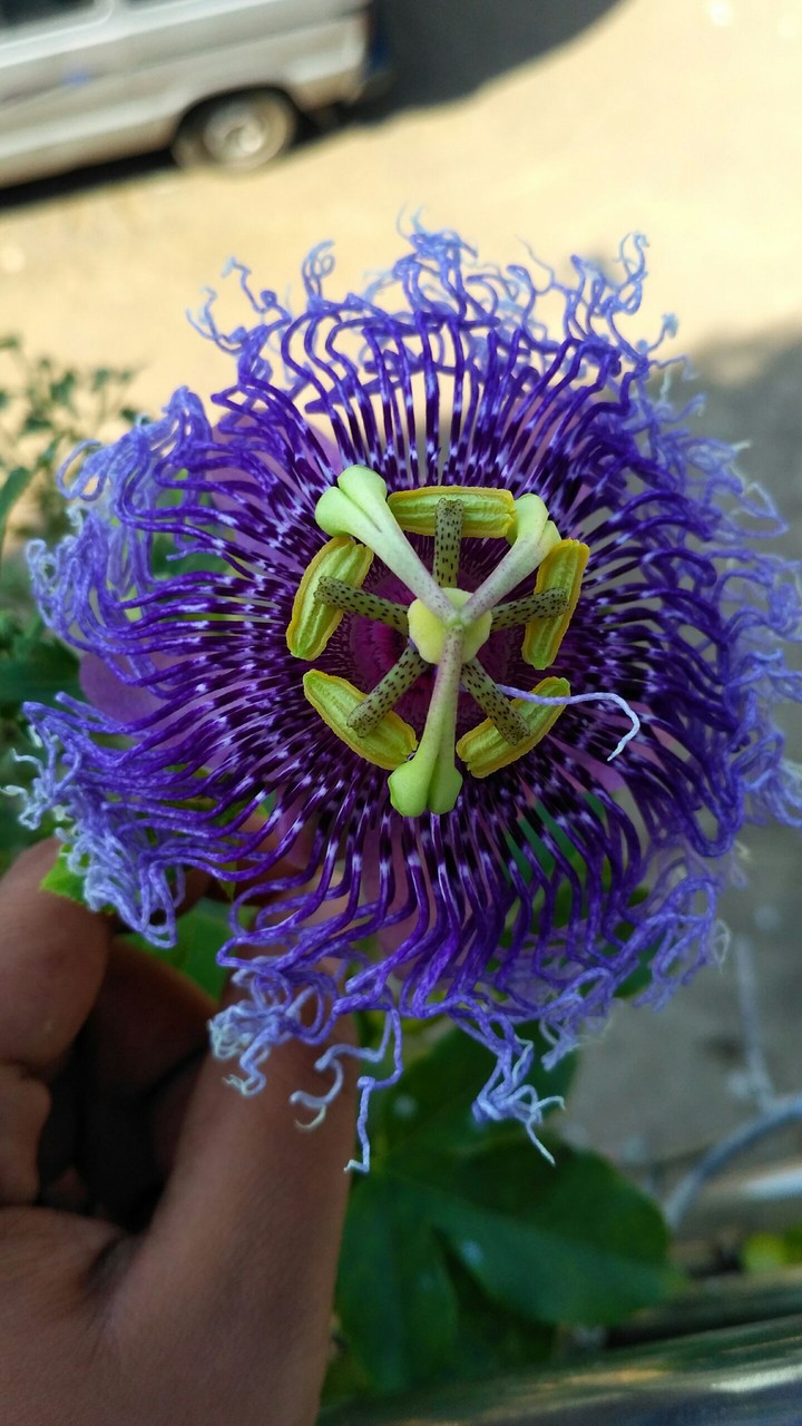 A Special flowers grow only in winter
