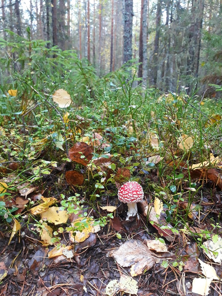 лес