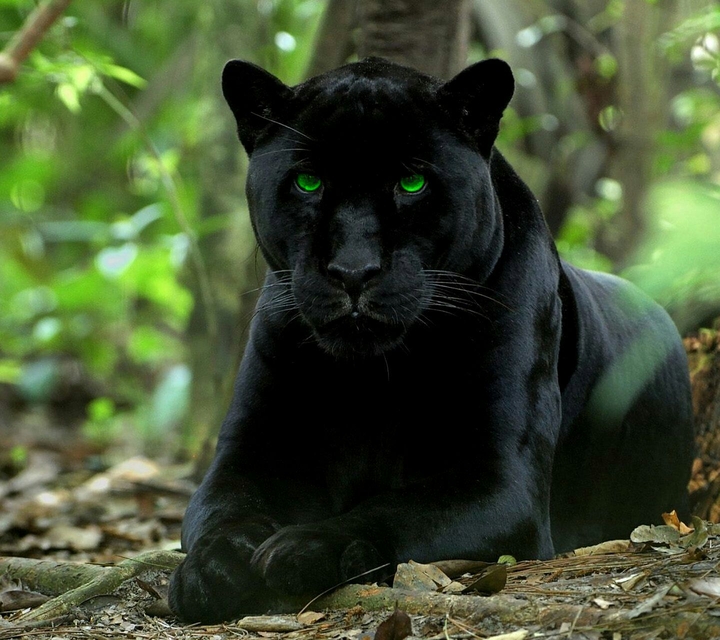 animal