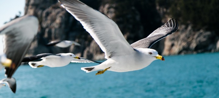 Seagull above the sea