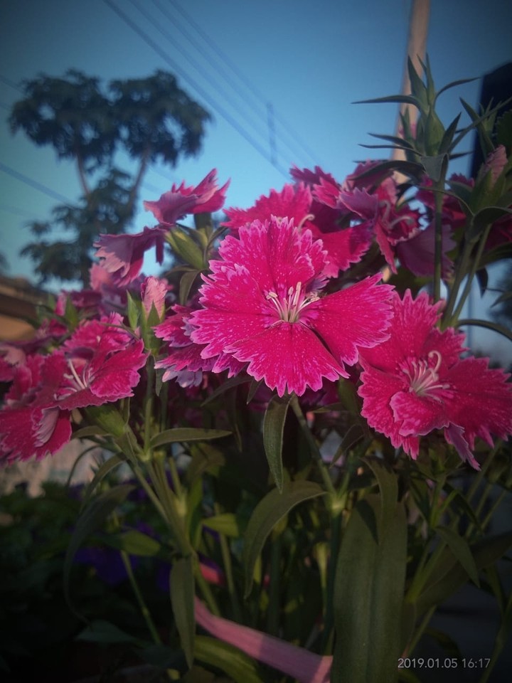 flower
