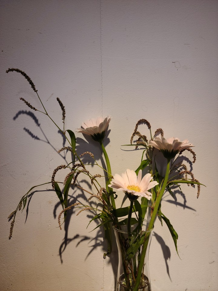 a flower with its shadow