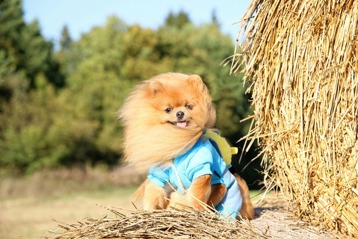 Fluffy pomeranian dog