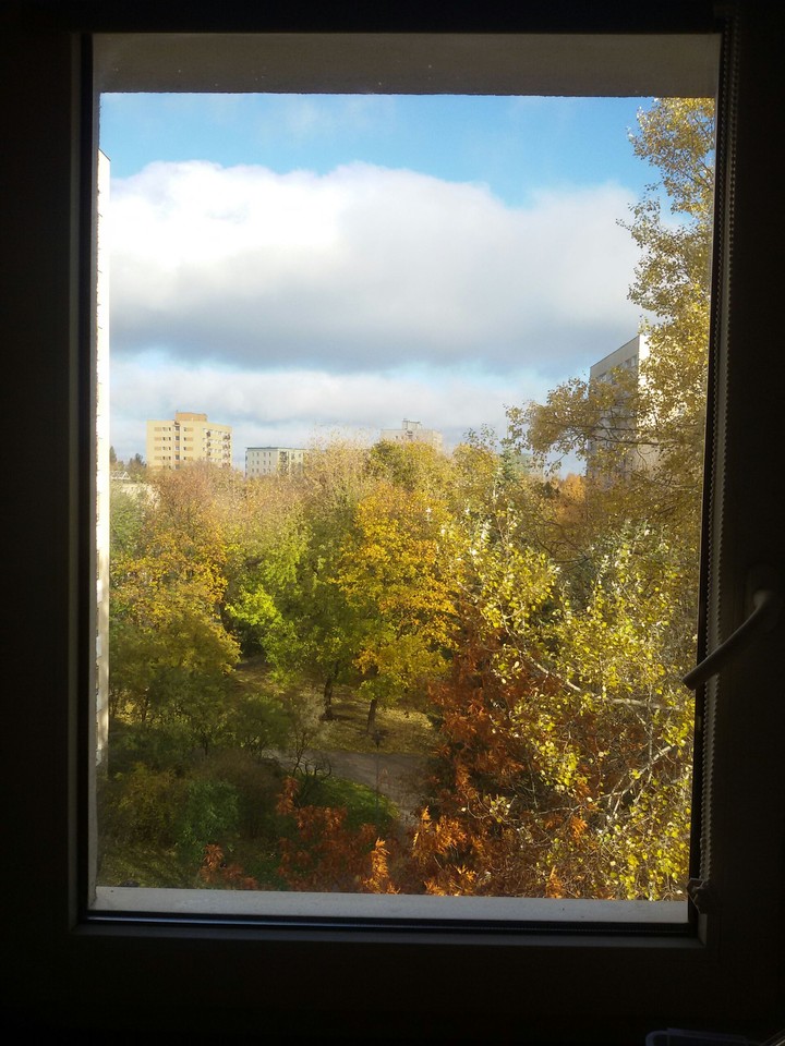 Window
