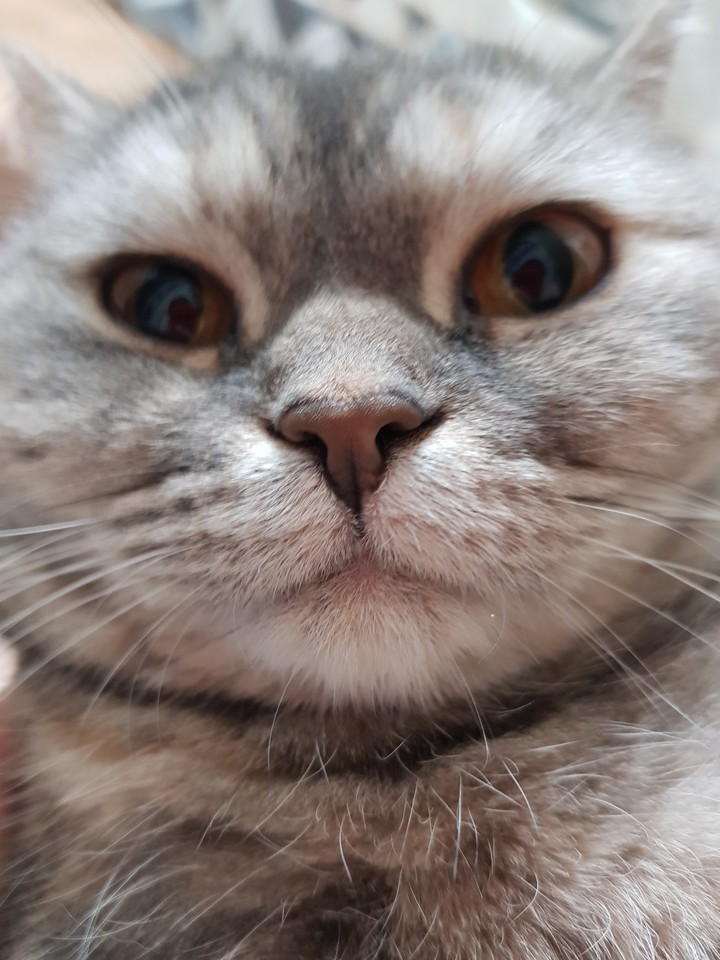 우리집 고양이