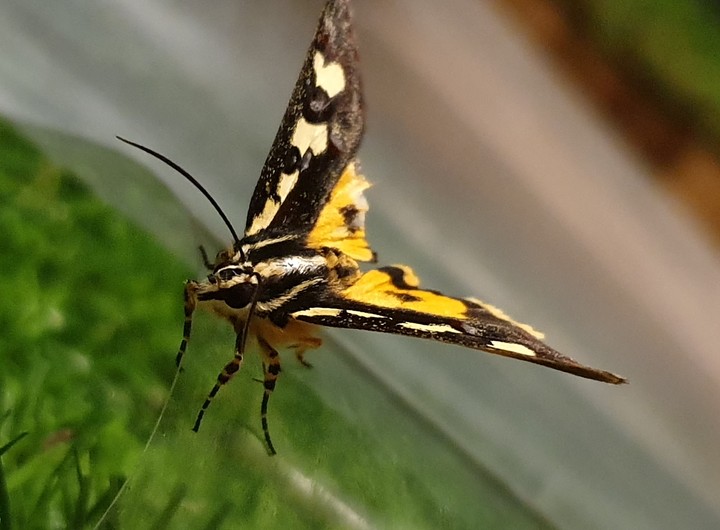 Small Butterfly
