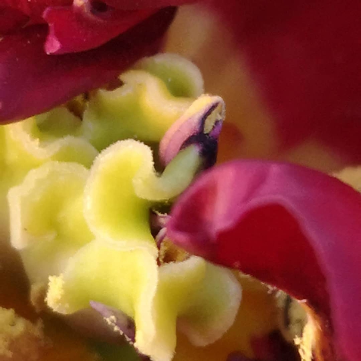 Tulpe Innenleben