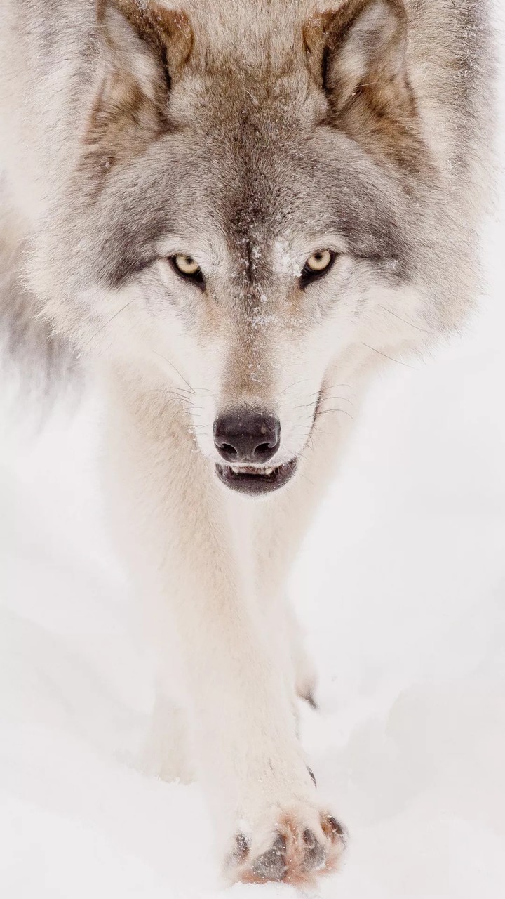 White Wolf 