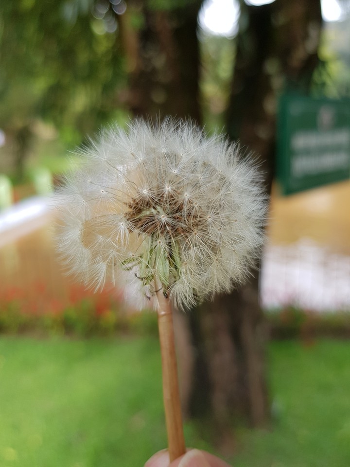 dandelion