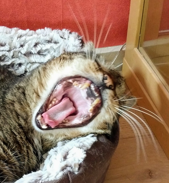 yawning cat
