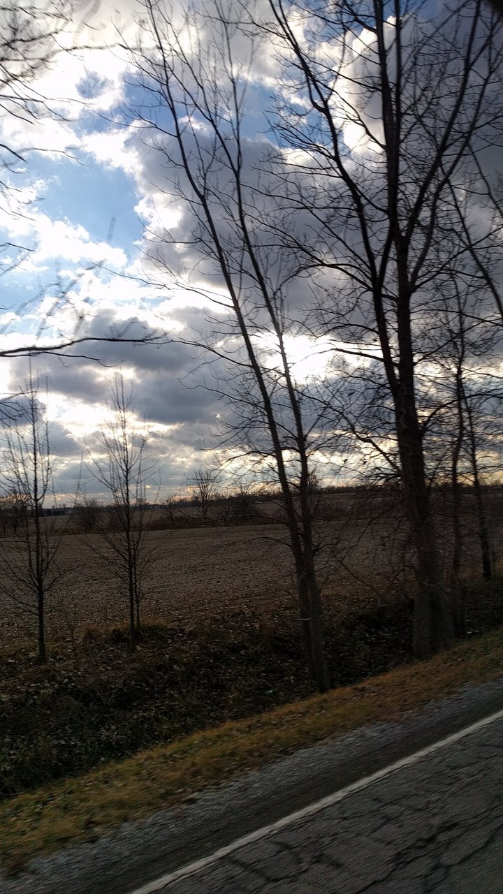 Sky and Trees
