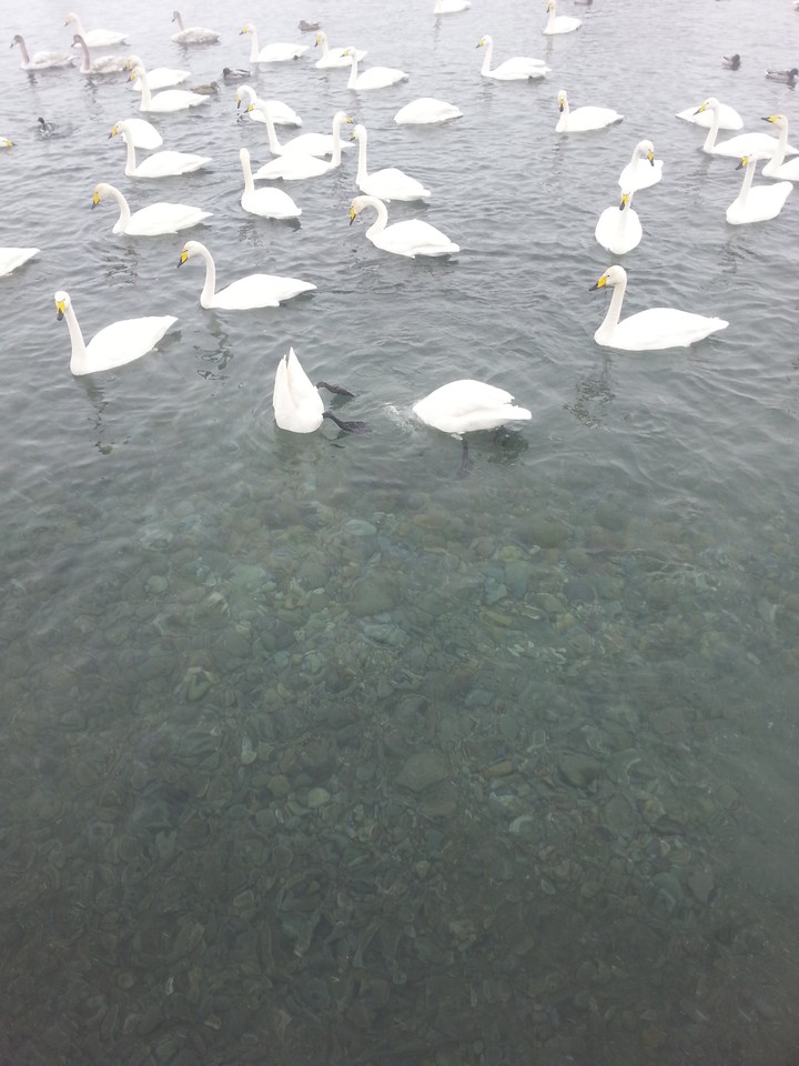 swan