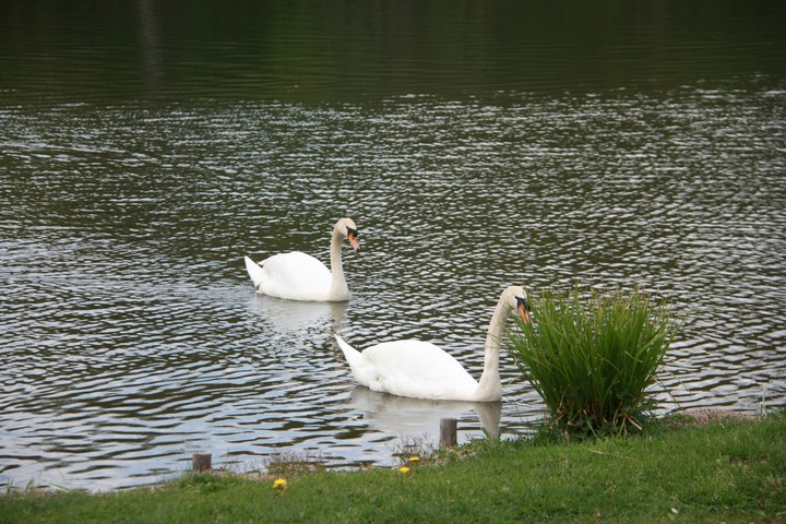 Swan