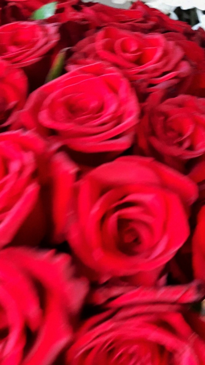Roses