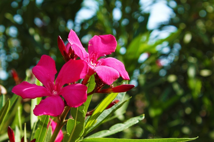 Flowers beauty