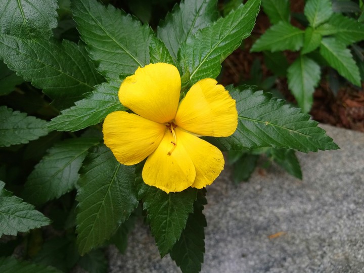 Capture On My Xperia Xa1