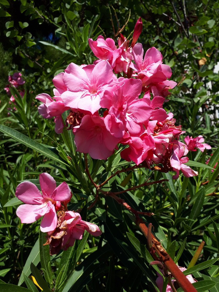 Sochi flower