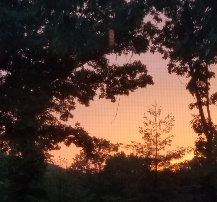 trees & beauty