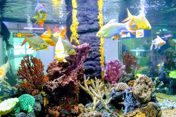 aquarium