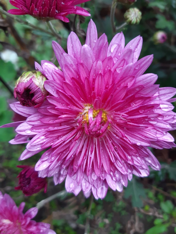 flover