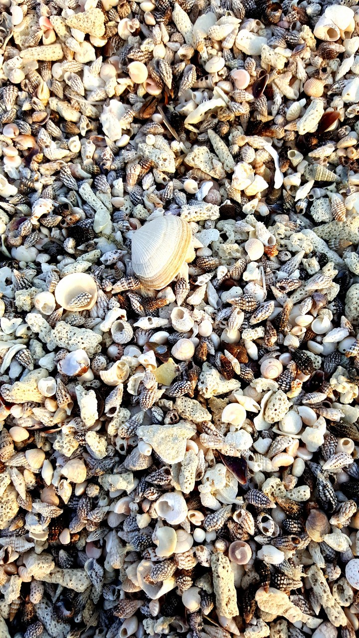 shell all around