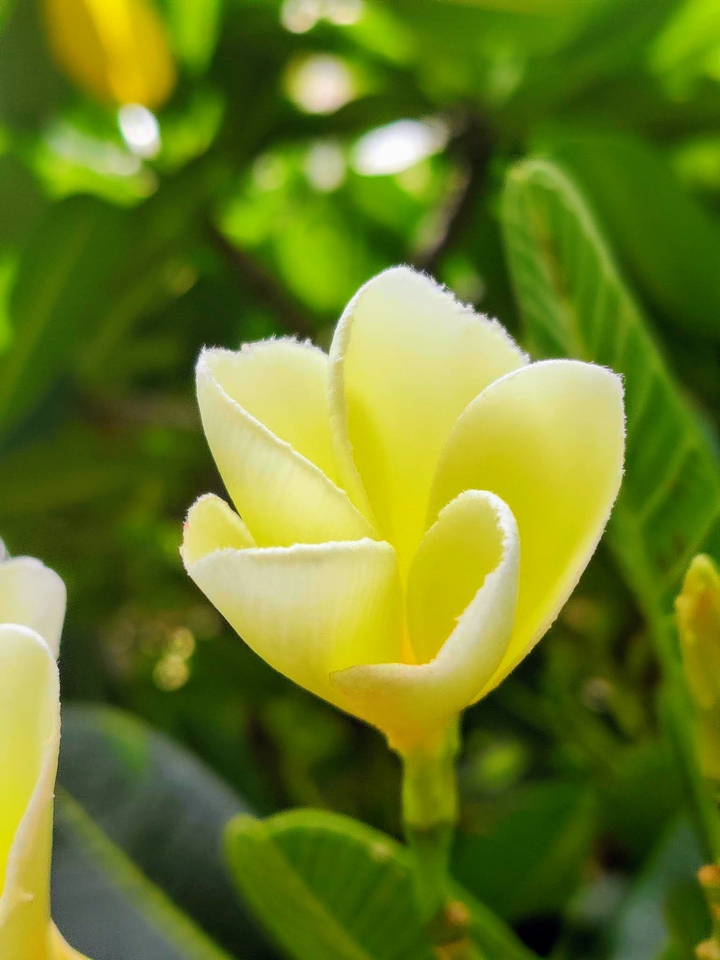 Blossom