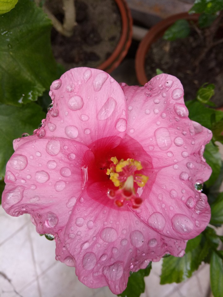 sweet flower