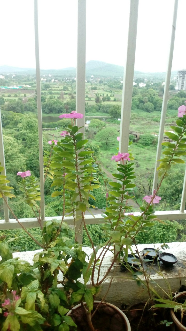flowers and a pot