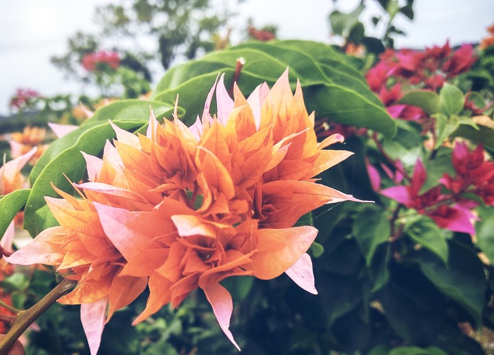 Flower season!!
