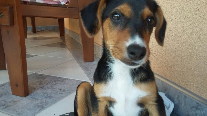 my dog/én kutyám